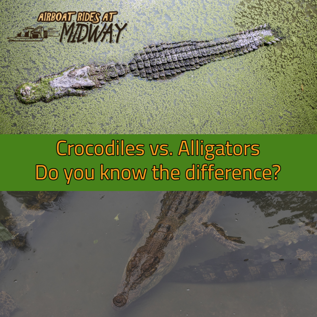 Alligators vs. Crocodiles, do you know the difference?